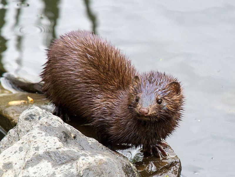 Mink