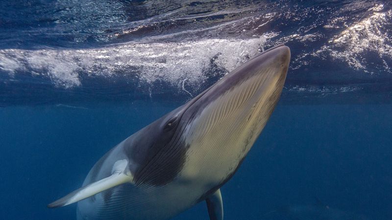 Minke Whale