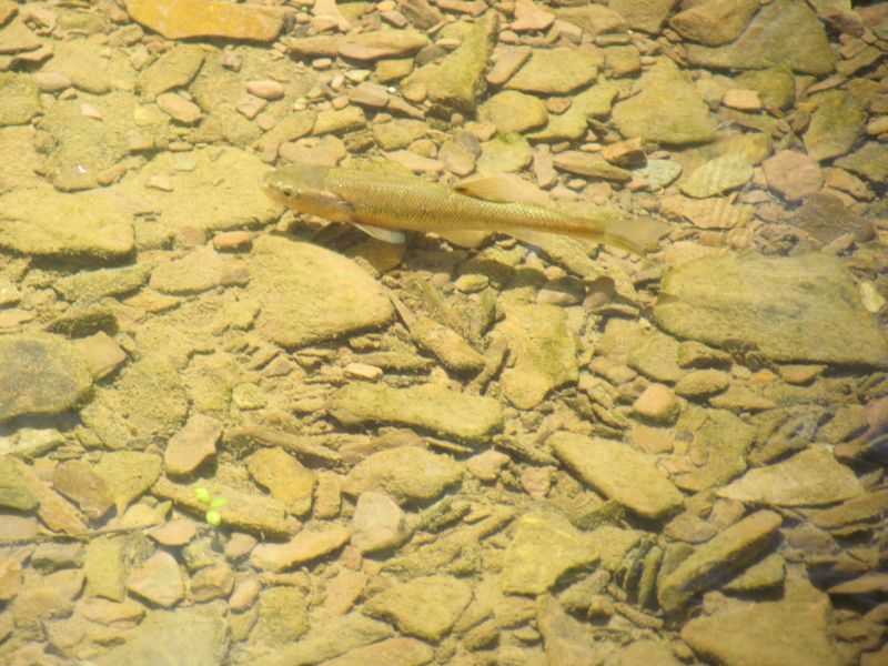 Minnows