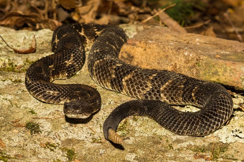 Misconception: All Timber Rattlesnakes Are Venomous Killers