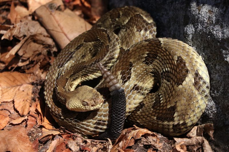 Misconception: Timber Rattlesnakes Are Aggressive