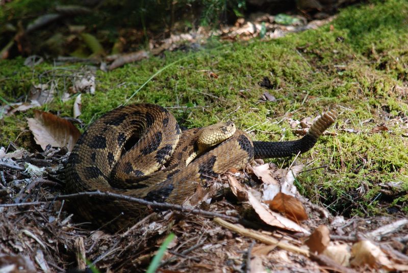 Misconception: Timber Rattlesnakes Are Common Everywhere