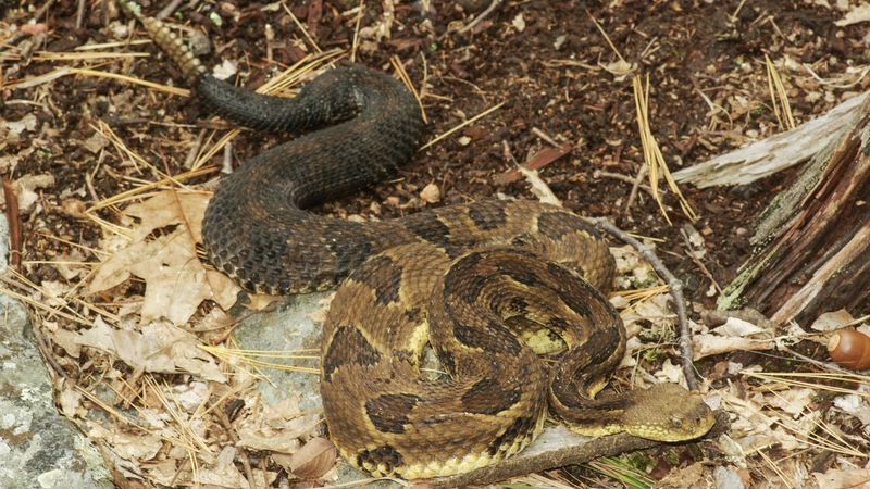 Misconception: Timber Rattlesnakes Are a Primary Human Threat