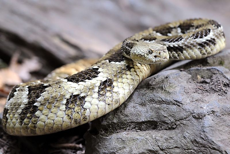 Misconception: Timber Rattlesnakes Serve No Purpose