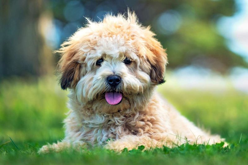 Mismatched Fur Length