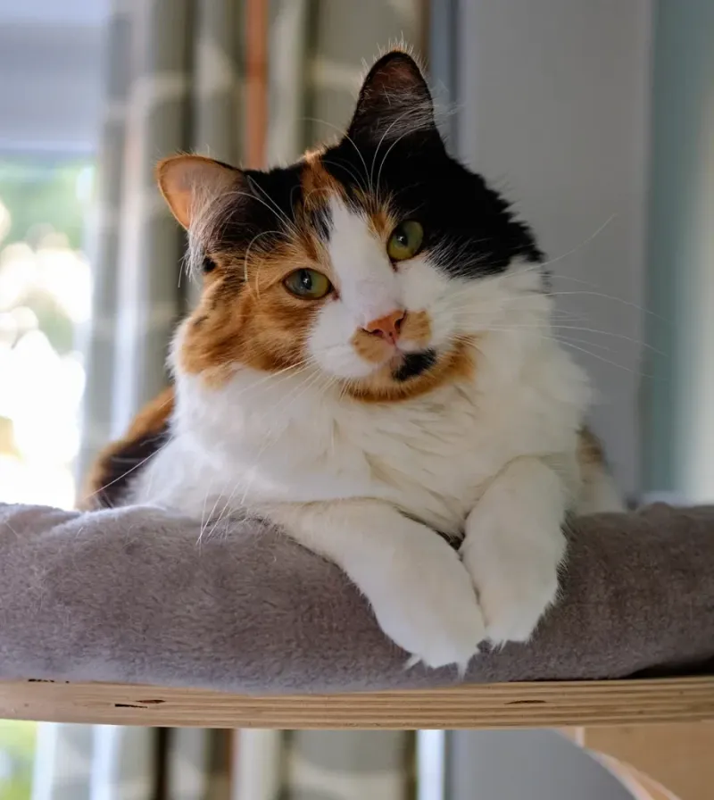 Miss Moxie