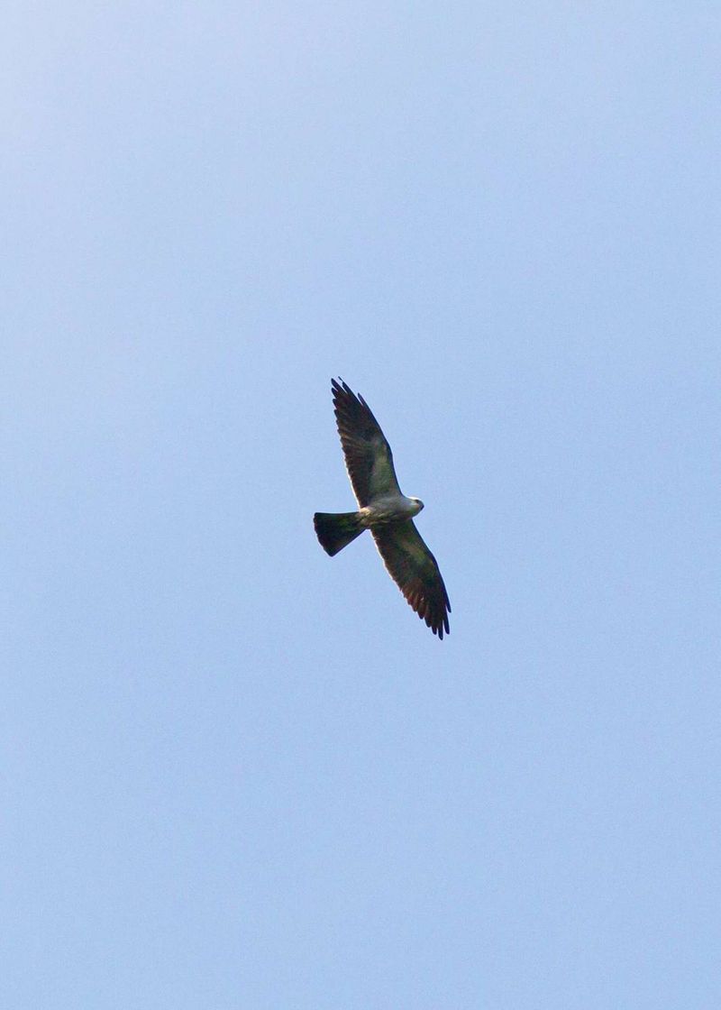 Mississippi Kite