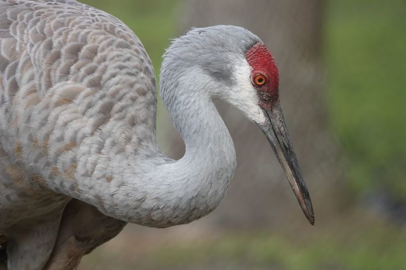 Mississippi Sandhill Crane