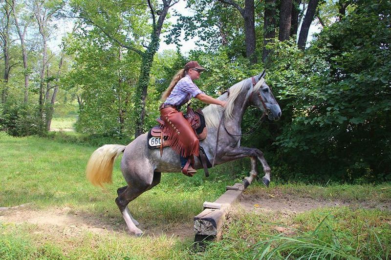 Missouri Fox Trotter