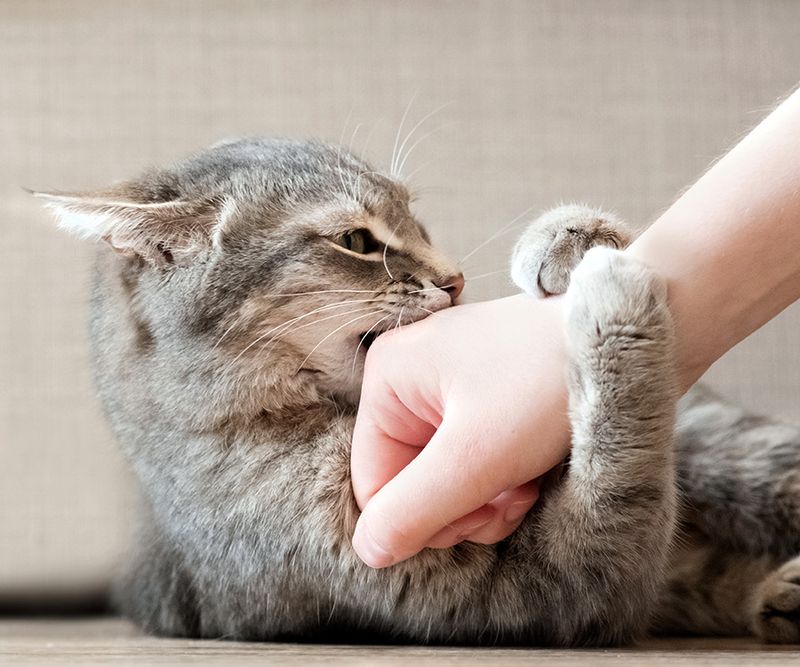 Mistake 3: Rough Play with Hands