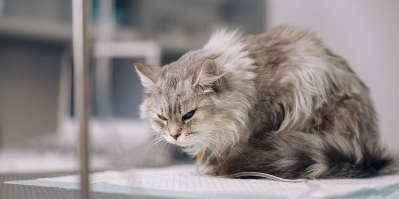 Mistake 4: Ignoring Health Issues