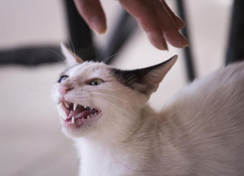 Mistake 6: Punishing Aggressive Behavior