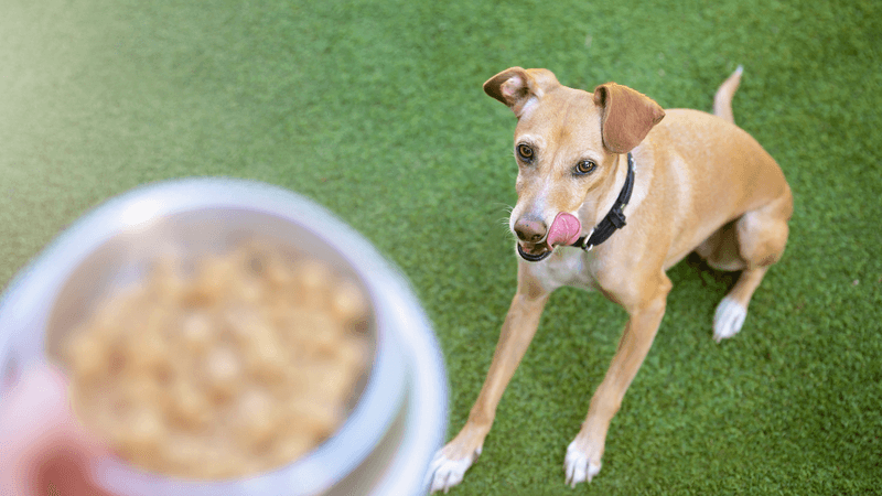 Mistake: Over-Reliance on Treats