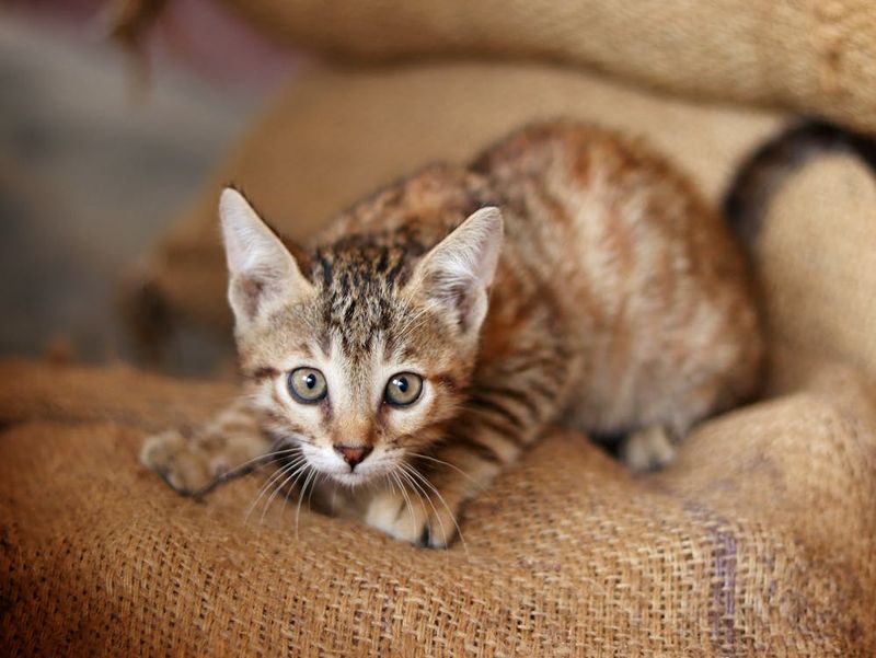 Mittens the Mischief Maker