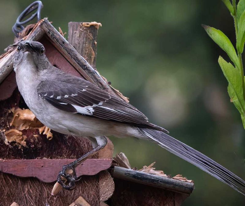 Mockingbird