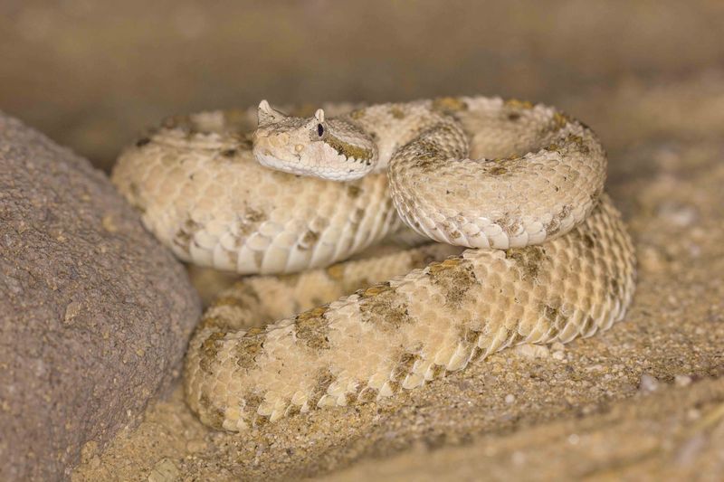 Mojave Rattlesnake