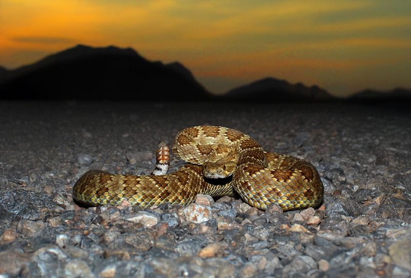 Mojave Rattlesnake