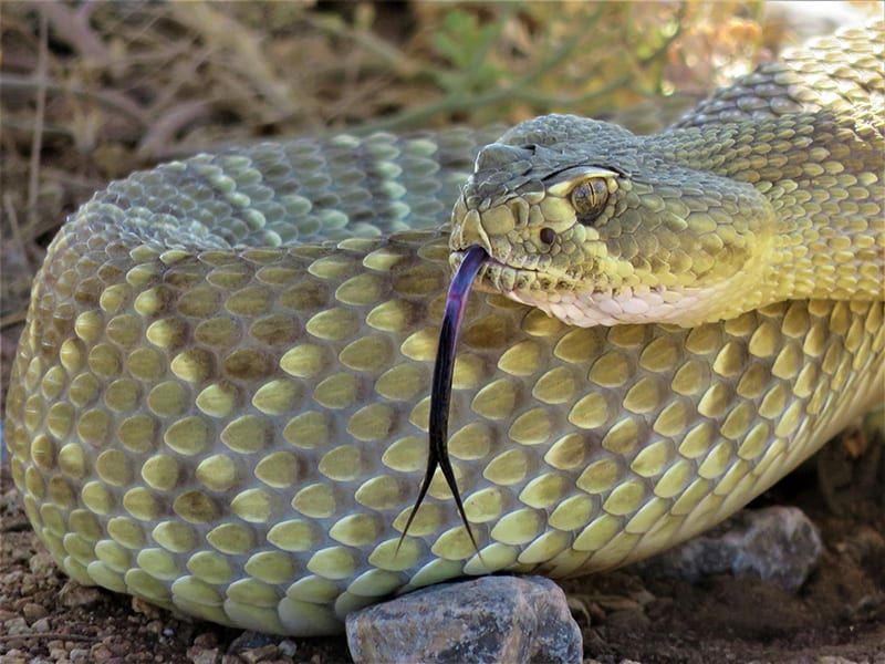 Mojave Rattlesnake