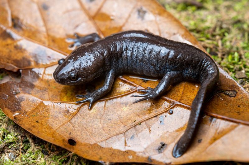 Mole Salamander