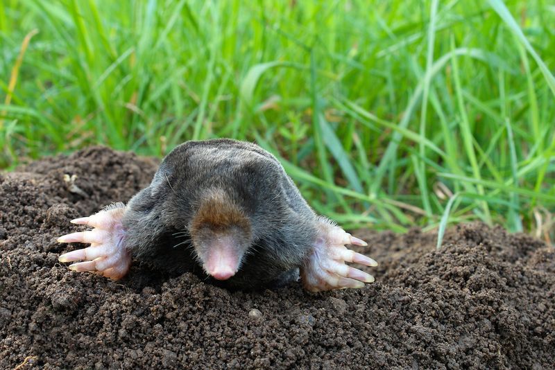 Mole