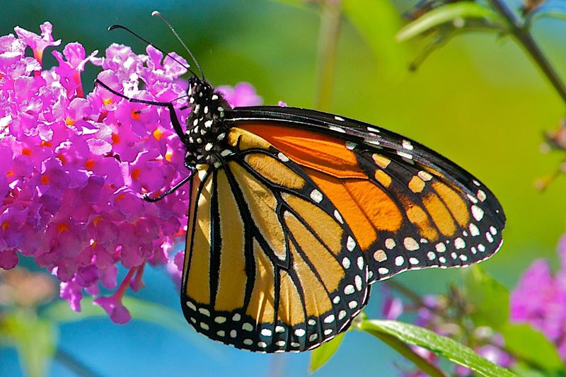 Monarch Butterflies Seeking Milkweed