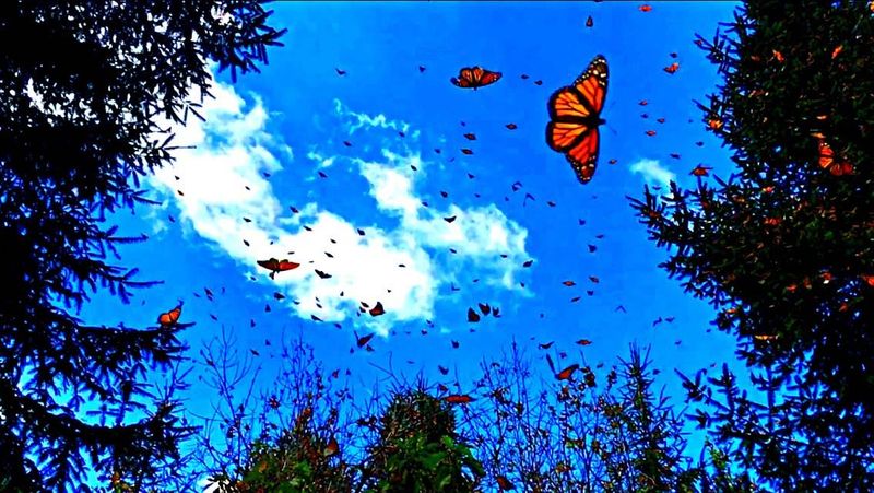 Monarch Butterflies