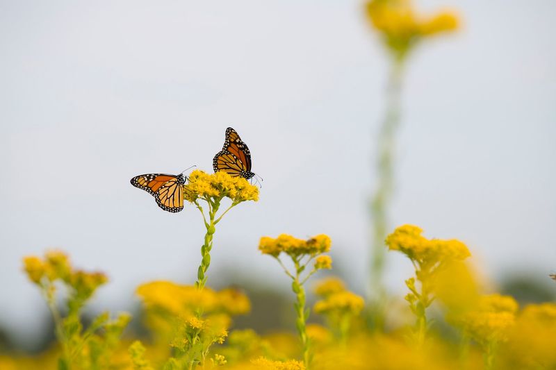 Monarch Butterfly