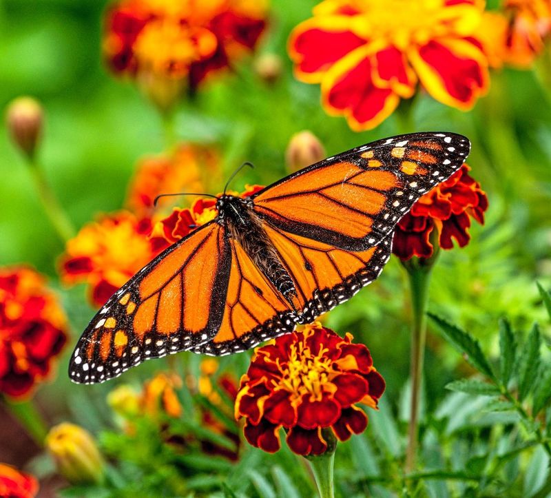 Monarch Butterfly