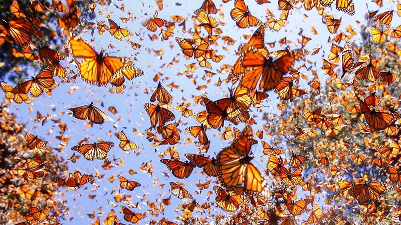 Monarch Butterfly Migration