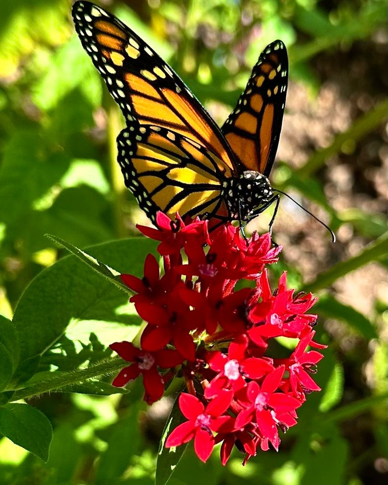Monarch Butterfly
