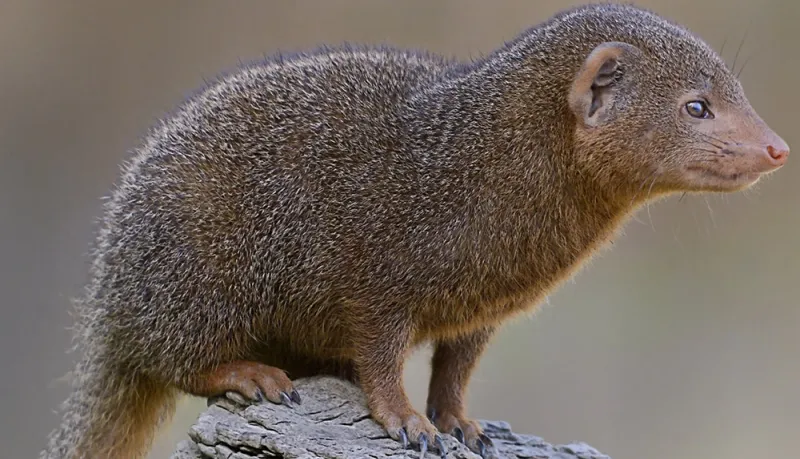 Mongoose