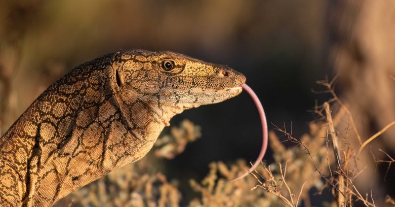 Monitor Lizard