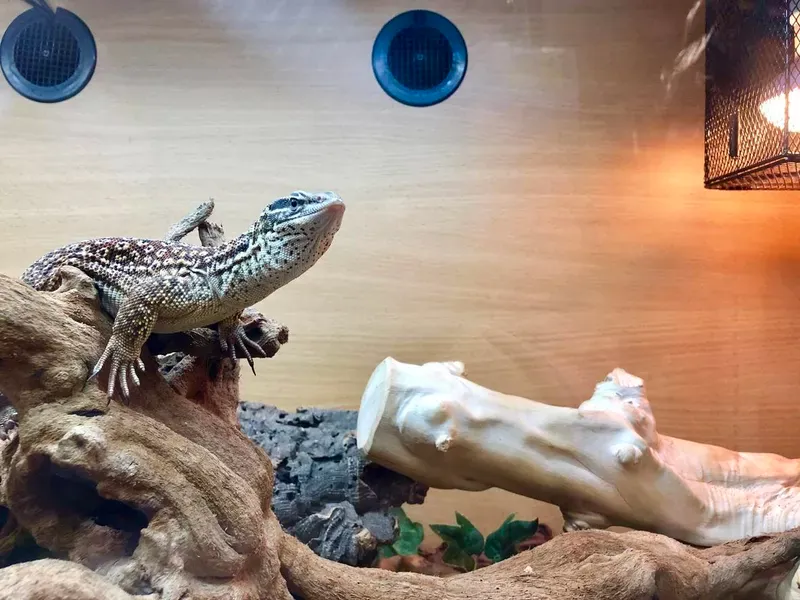 Monitor Lizard