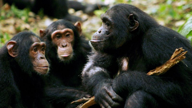 Monkey Communication Skills