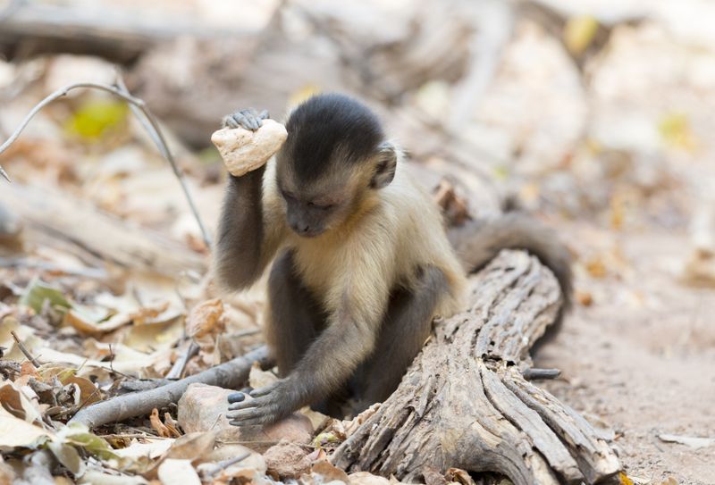 Monkeys and Tool Use