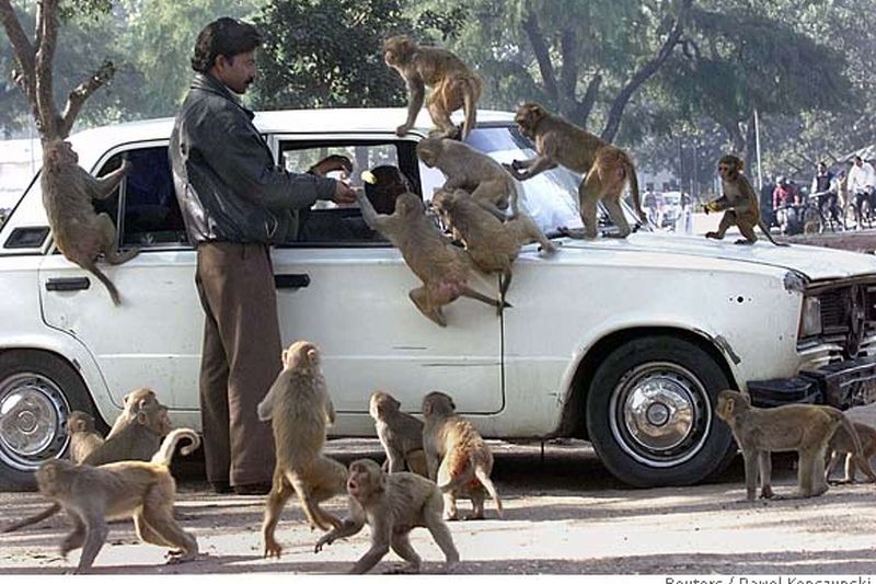 Monkeys in New Delhi