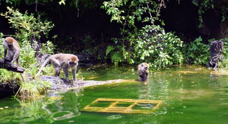 Monkeys
