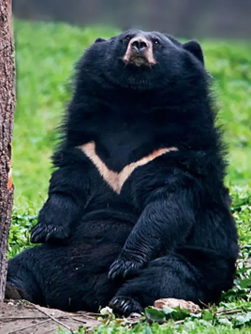 Moon Bears' Chest Crescent