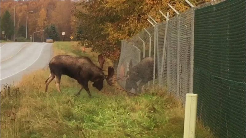 Moose