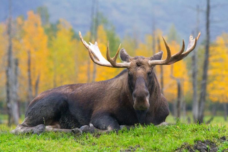 Moose