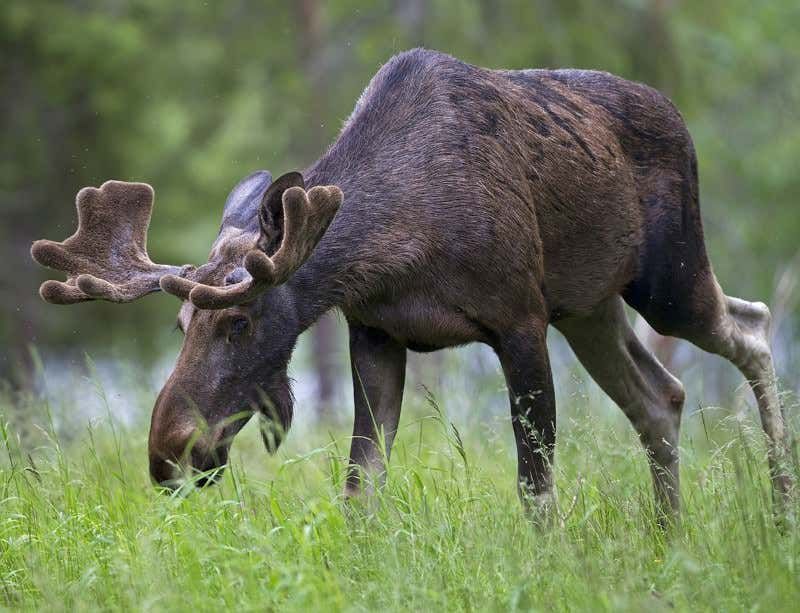 Moose