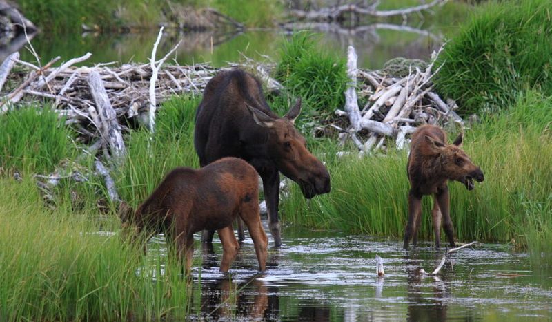 Moose