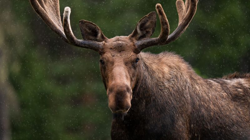 Moose