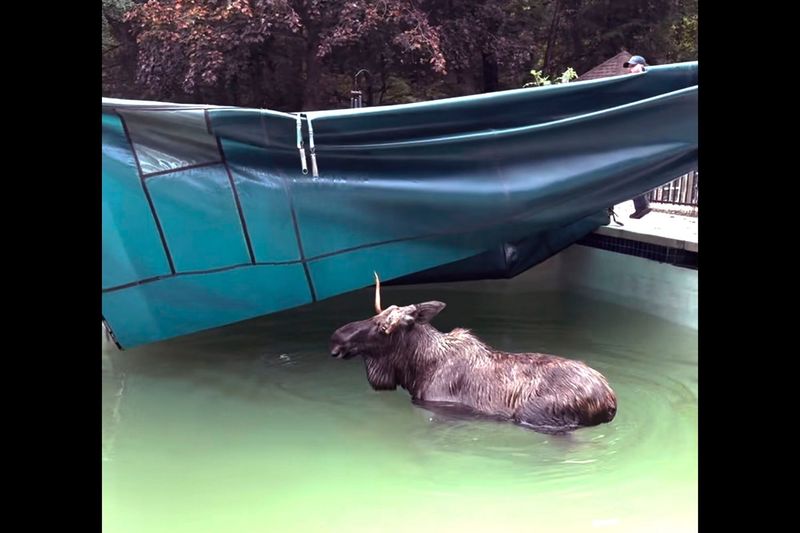 Moose Taking a Dip in Alaska