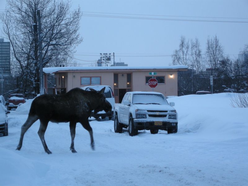 Moose in Anchorage