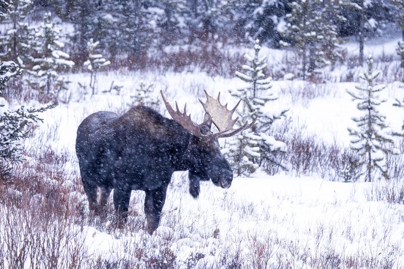 Moose