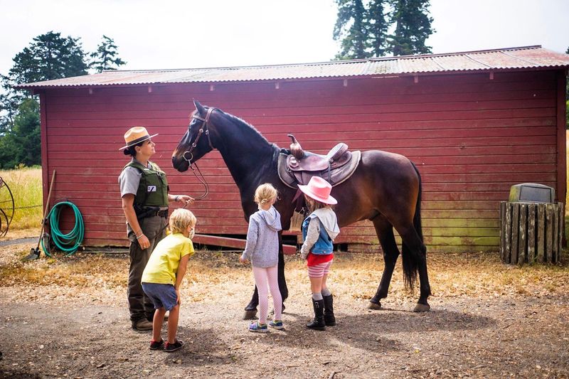 Morgan Horse