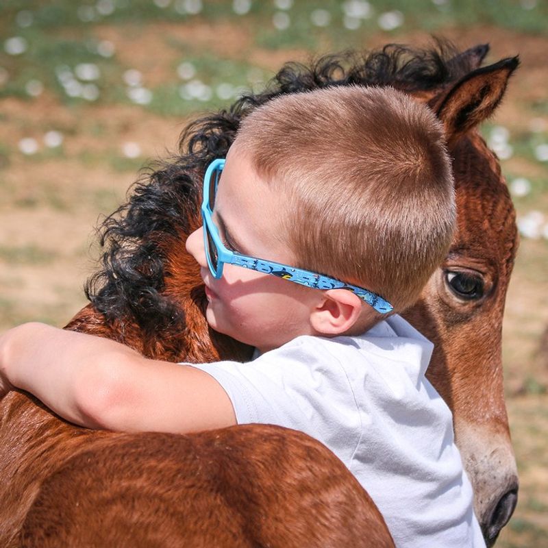 Morgan Horse