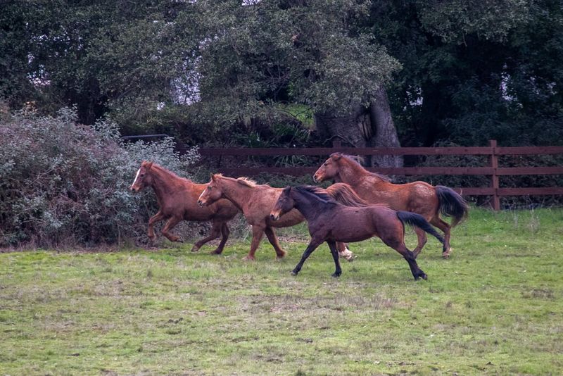 Morgan Horse