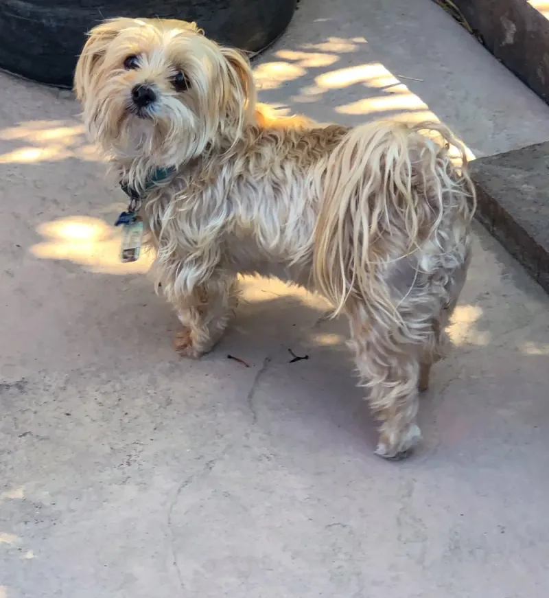 Morkie